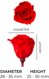 Property 1=AVA-PLUS_MOBILE_EN