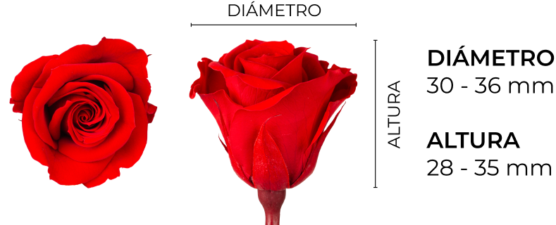 Property 1=INES-MINI_ES