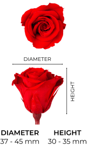 Property 1=INES_MOBILE_EN