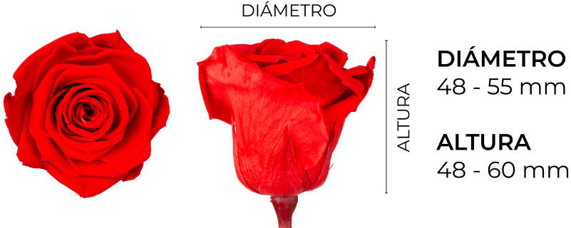 Property 1=SEÑORITA_ES