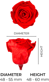 Property 1=SEÑORITA_MOBILE_EN