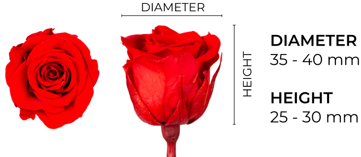 Property 1=SISTER_EN