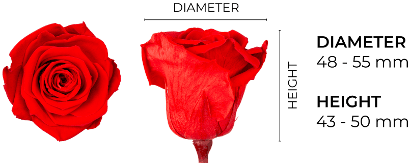 Property 1=TIFFANY_EN