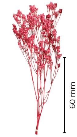 Gypsophila 60 cm