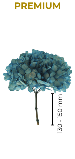 Hydrangea premium